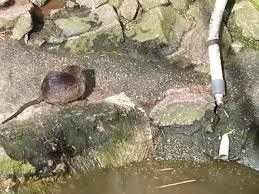 Tierpark Meißen Siebeneichen